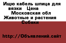 Ищю кабель шпица для вязки › Цена ­ 1 000 - Московская обл. Животные и растения » Собаки   